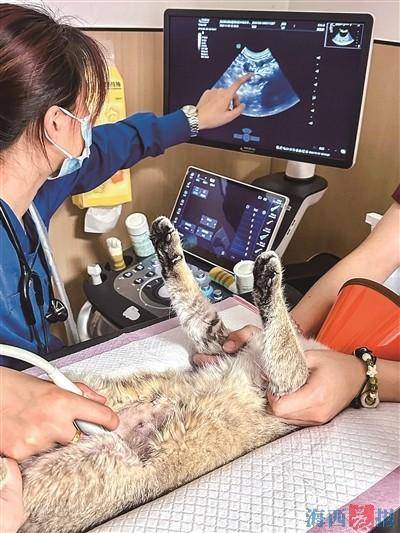 ！宠物医疗行业存在乱象业内人士呼吁→开元棋牌给猫看个病花费2000多元(图1)